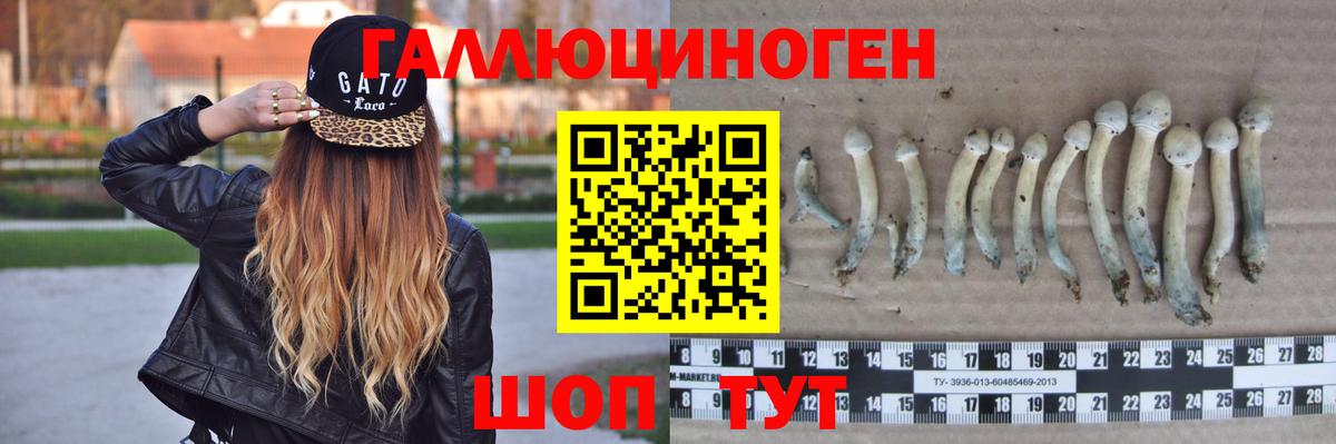 Галлюциногенные грибы Psilocybine cubensis Можайск